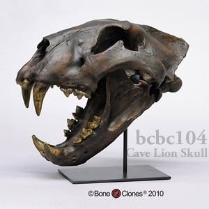 ホラアナライオン頭蓋骨レプリカ BCBC104 Panthera spelaea Bone Clones ボーンクローン