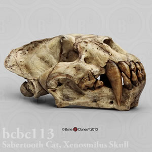 サーベルタイガー、ゼノスミルス頭蓋骨レプリカ BCBC113 Xenosmilus hodsonae Bone Clones ボーンクローン