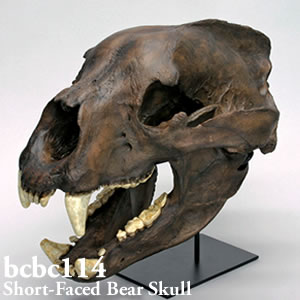 ショートフェイスベア頭蓋骨模型 BCBC114 Bone Clones ボーンクローン