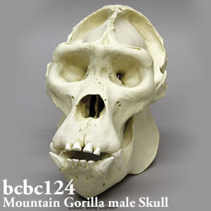 bcbc124 BCBC124 Bone Clones ボーンクローン