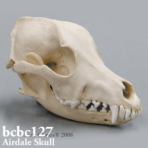 犬の頭蓋骨模型　犬種 エアデール・テリア BCBC127 Bone Clones