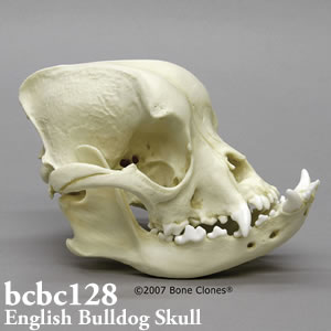 犬の頭蓋骨模型　犬種・イングリッシュ・ブルドッグ BCBC128 Bone Clones