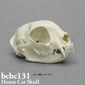 猫の頭蓋骨模型　BCBC131 Bone Clones ボーンクローン