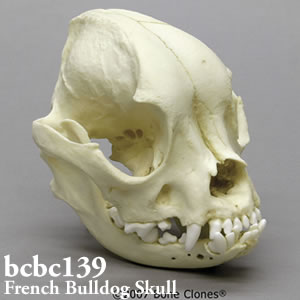 犬の頭蓋骨模型　犬種 フレンチ・ブルドッグ BCBC139 Bone Clones ボーンクローン