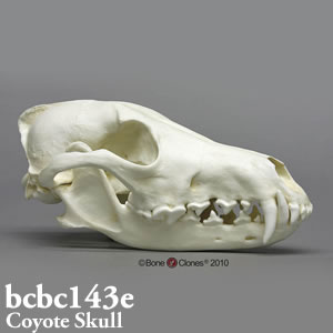 BCBC143E コヨーテ頭蓋骨模型
