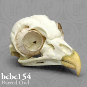 鳥類の頭蓋骨模型 BCBC154 アメリカフクロウ頭骨 Bone Clones