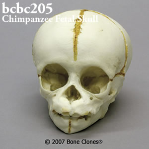 bcbc205 チンパンジー頭蓋骨模型（胎児） Bone Clones ボーンクローン