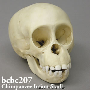 チンパンジー頭蓋骨模型（子供） BCBC207 Bone Clones ボーンクローン