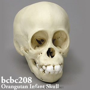 bcbc208 BCBC208 Bone Clones ボーンクローン
