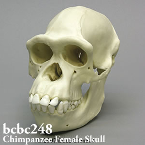 チンパンジー頭蓋骨模型（メス） BCBC248 Bone Clones ボーンクローン