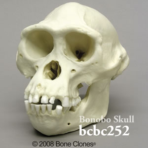 bcbc252 ボノボ頭蓋骨模型（オス） Bone Clones ボーンクローン