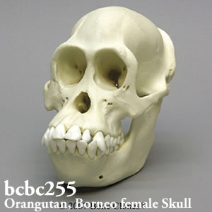 bcbc255 BCBC255 Bone Clones ボーンクローン