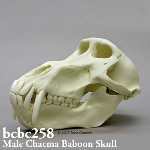 BCBC258 チャクマヒヒ頭蓋骨模型（オス） Bone Clones ボーンクローン