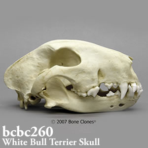 犬の頭蓋骨模型　犬種 ホワイト・ブル・テリア BCBC260 Bone Clones