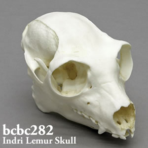 インドリ頭蓋骨模型 BCBC282 Bone Clones ボーンクローン