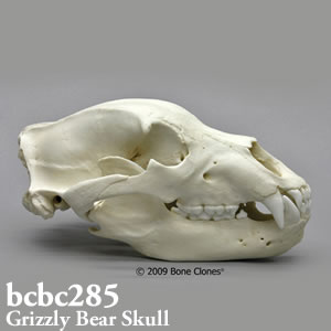 ヒグマ頭蓋骨模型 BCBC285 Bone Clones ボーンクローン