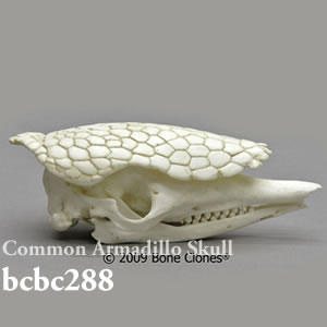 bcbc288 アルマジロ頭蓋骨模型 Bone Clones ボーンクローン