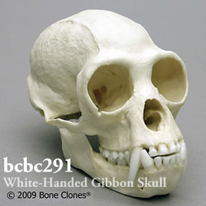 bcbc291 シロテテナガザル頭蓋骨模型 Bone Clones ボーンクローン