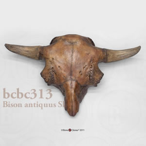 ビソン・アンティクウス頭蓋骨レプリカ BCBC313 Bison antiquus Bone Clones ボーンクローン
