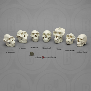 霊長類の頭蓋骨比較模型7個セット bckamset7 BCKAMSET7 Bone Clones ボーンクローン