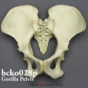 bcko028p ゴリラ骨盤模型（オス）