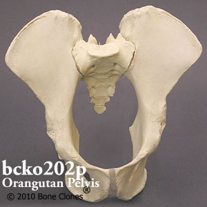 bcko202p オランウータン骨盤模型（オス）