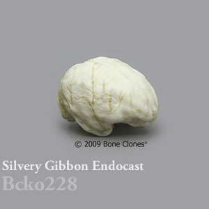 頭蓋エンドキャスト・ワウワウテナガザル　オス BCKO228 Hylobates moloch Bone Clones ボーンクローン
