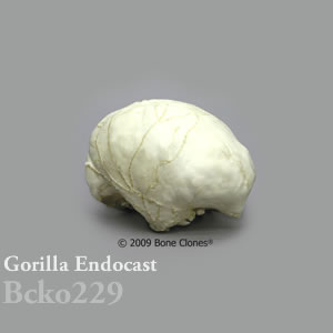 頭蓋エンドキャスト・ゴリラ　オス BCKO229 Gorilla gorilla Bone Clones ボーンクローン