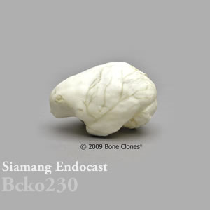 頭蓋エンドキャスト・フクロテナガザル　オス BCKO230 Symphalangus syndactylus Bone Clones ボーンクローン