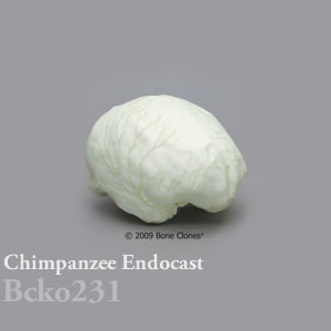 頭蓋エンドキャスト・チンパンジー　メス BCKO231 Pan troglodytes Bone Clones ボーンクローン