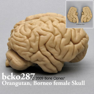 bcko287 オランウータン脳模型 Bone Clones ボーンクローン