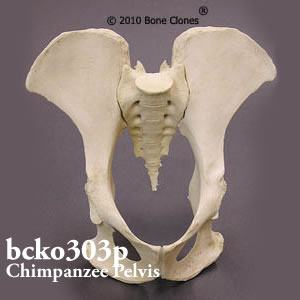 bcko303p チンパンジー骨盤模型（オス）