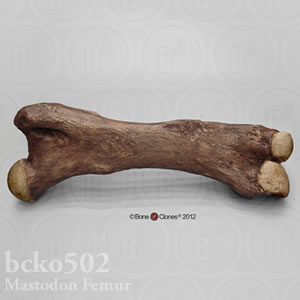 マストドンの大腿骨レプリカ BCKO502 Mammut americanum Bone Clones ボーンクローン