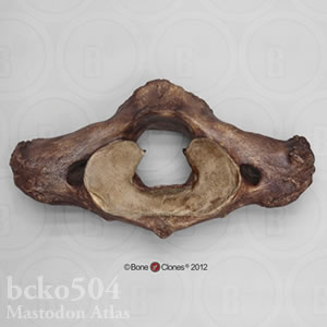 マストドンの環椎レプリカ BCKO504 Mammut americanum Bone Clones ボーンクローン