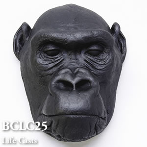 ゴリラ・頭部のライフキャスト（メス） BCLC25 Gorilla gorilla Bone Clones ボーンクローン