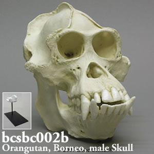ボルネオオランウータン頭蓋骨模型 BCSBC002B Bone Clones ボーンクローン