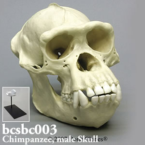 チンパンジー頭蓋骨模型（オス）BCSBC003 Bone Clones ボーンクローン