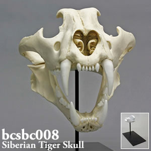 シベリアトラ頭蓋骨模型 BCsBC008 ネコ科アムールトラ Bone Clones ボーンクローン