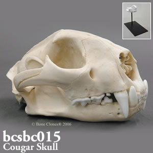 ピューマ頭蓋骨模型 BCSBC015 ネコ科動物頭蓋骨 Bone Clones ボーンクローン