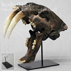 サーベルタイガー、スミロドン頭蓋骨レプリカ・Tarpit（スタンド付） BCSBC018T Smilodon fatalis (californicus) Bone Clones ボーンクローン