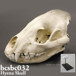 ハイエナの頭蓋骨模型 BCSBC032 Bone Clones ボーンクローン
