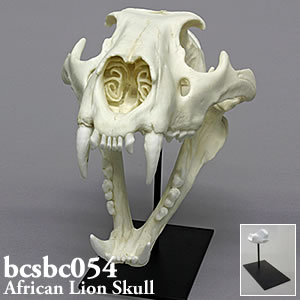 ライオン頭蓋骨模型 BCSBC054　ネコ科動物頭蓋骨レプリカ Bone Clones ボーンクローン