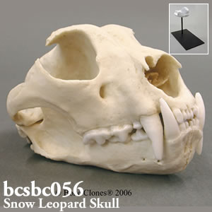 ユキヒョウ頭蓋骨模型 BCSBC056 ネコ科動物頭蓋骨レプリカ Bone Clones ボーンクローン
