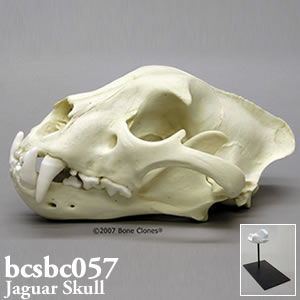 ジャガー頭蓋骨模型 BCSBC057 Bone Clones ボーンクローン