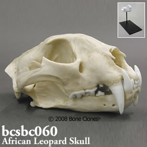 アフリカヒョウの頭蓋骨模型 BCSBC060 Bone Clones ボーンクローン
