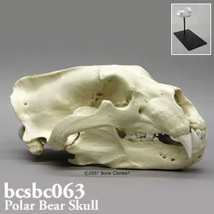 bcsbc063 ホッキョクグマ頭蓋骨模型 Bone Clones ボーンクローン