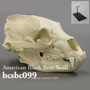 bcsbc099 アメリカグマ頭蓋骨模型 Bone Clones ボーンクローン