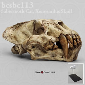 サーベルタイガー、ゼノスミルス頭蓋骨レプリカ（スタンド付） BCSBC113 Xenosmilus hodsonae Bone Clones ボーンクローン