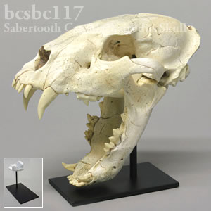 サーベルタイガー、マカイロドゥス頭蓋骨レプリカ（スタンド付） BCSBC117 Machairodus giganteus Bone Clones ボーンクローン