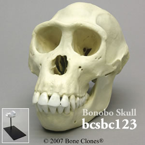 bcsbc123 ボノボ頭蓋骨模型（メス） Bone Clones ボーンクローン
